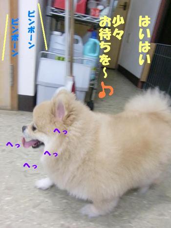 新店員ロッペちゃん