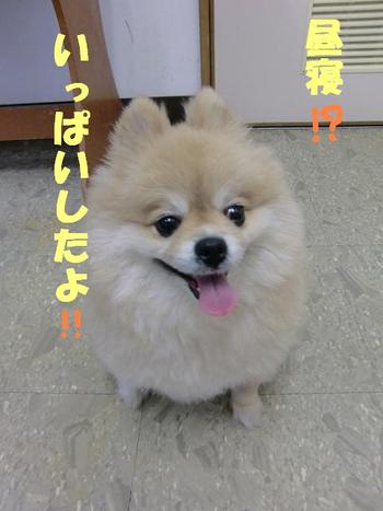 新店員ロッペちゃん