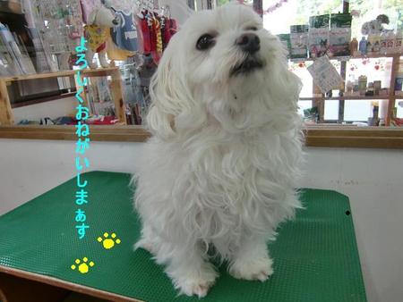 フクちゃんの一日探検