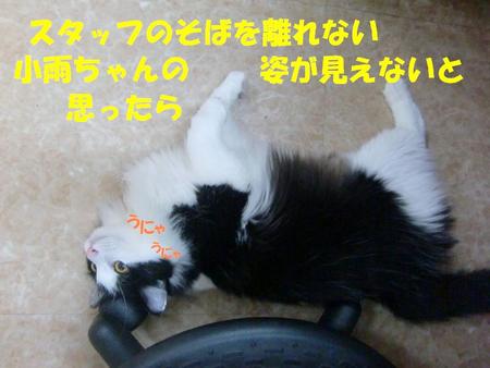 甘えん坊ニャンコ小雨ちゃん