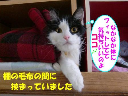 甘えん坊ニャンコ小雨ちゃん