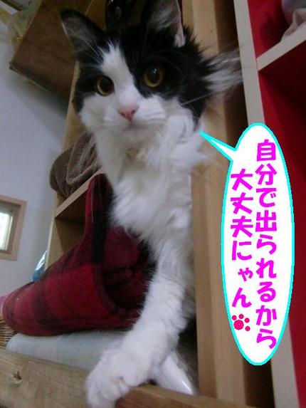 甘えん坊ニャンコ小雨ちゃん
