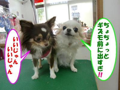 仲良しちわわん
