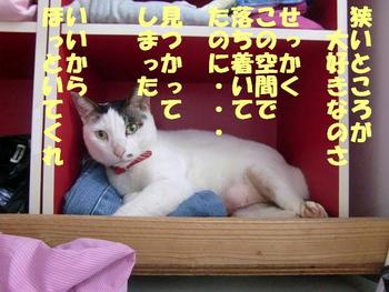 猫キチ日記２
