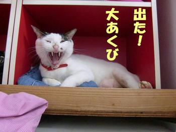 猫キチ日記２