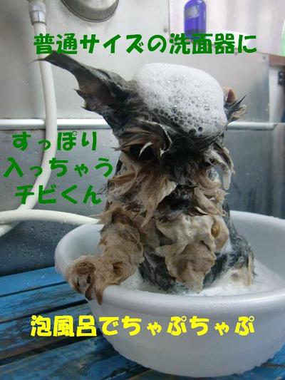 ヨーキーのチビちゃん