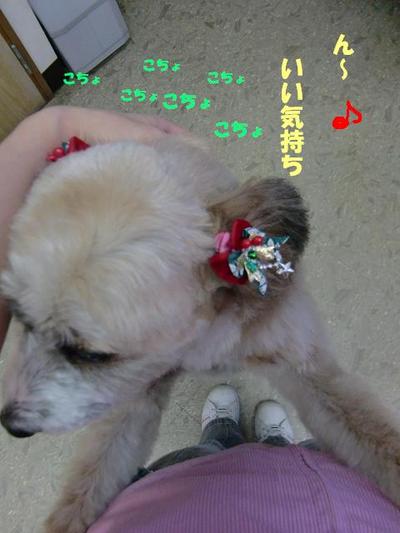 甘えん坊シロちゃん