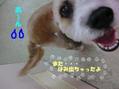 甘えん坊シロちゃん