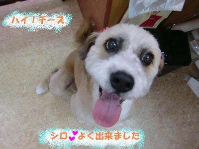 甘えん坊シロちゃん