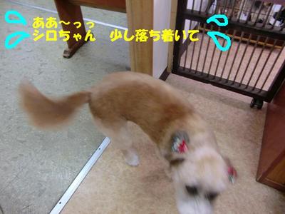 甘えん坊シロちゃん