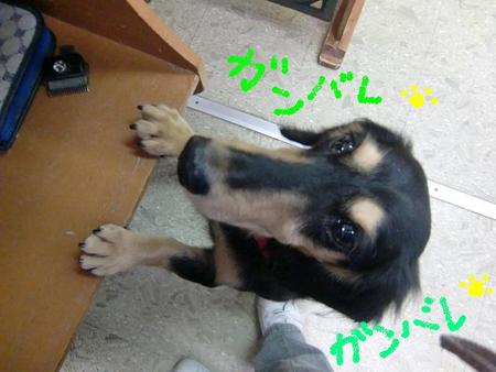 フクちゃんの一日探検