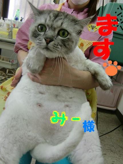 ごあいさつ