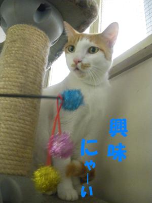 ラムちゃん☆