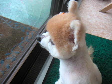いらっしゃいませ♪♪