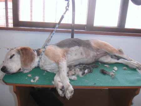 私は看板犬★