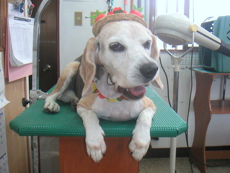 私は看板犬★