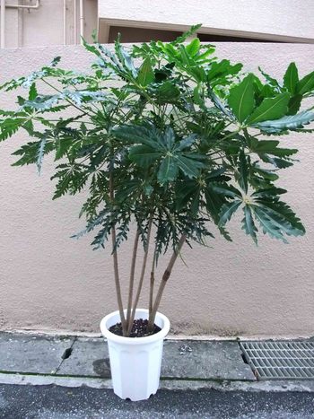 ジュラン アラレア 観葉植物 生産販売 Green Goods