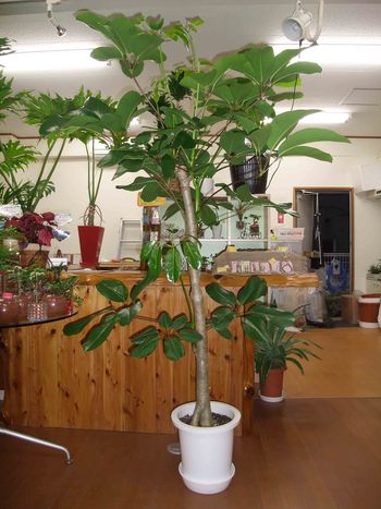バッサイヤ 観葉植物 生産販売 Green Goods バッサイヤ 観葉植物 生産販売 Green Goods