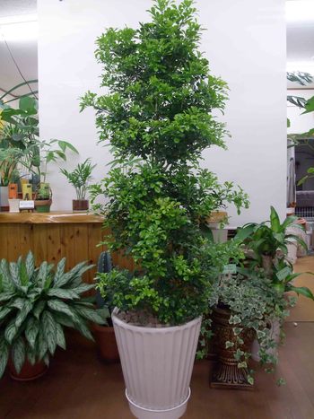 ジュラン ジャマイカ 観葉植物 生産販売 Green Goods