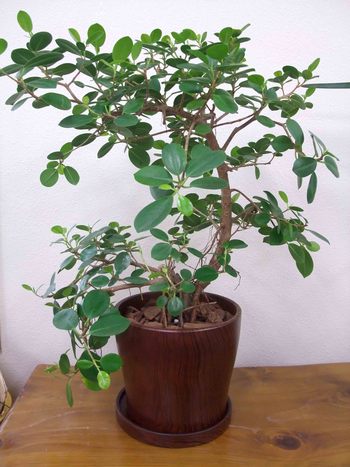 ガジュマル ジャマイカ 観葉植物 生産販売 Green Goods