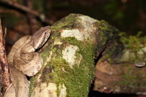 りんりんの生き物写真館①