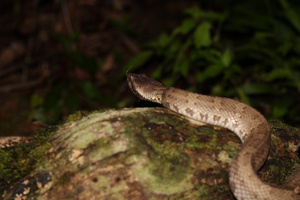 りんりんの生き物写真館①