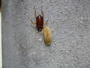 ハブ博物公園 脱皮の話 今回は昆虫