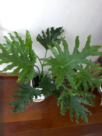 観葉植物!!