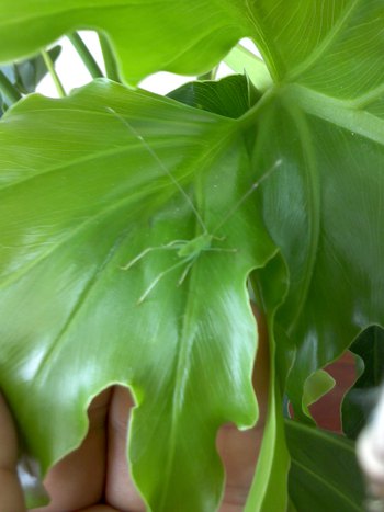 観葉植物!!