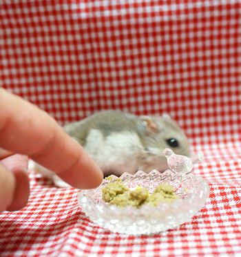 うちハムのご飯事情。