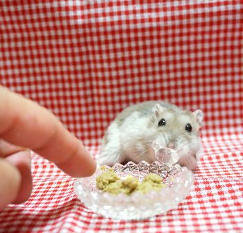 うちハムのご飯事情。