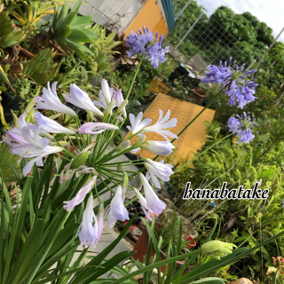 19年05月12日 沖縄 花畑 花と緑のお店