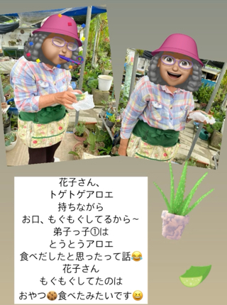 花畑〜花子さんの畑多肉植物