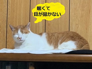 眠いんだって