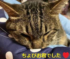 猫にみえる？