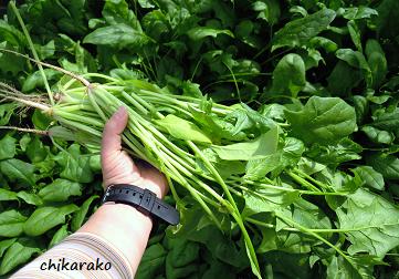 ほうれん草を収穫しよう～♪
