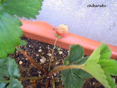苺は梅雨が好き？