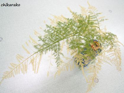 枯れかけ葉に！風情を感じよう♪