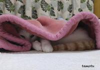 踏みつぶされそうだニャー♪
