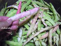 うずら豆に癒されよう～♪ 2016/05/28 07:21:56