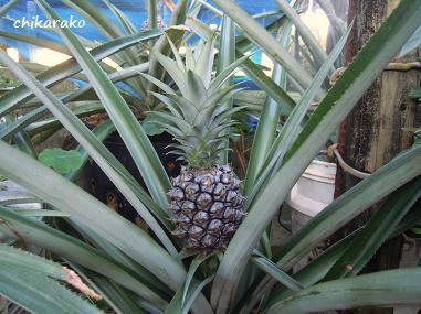 鉢植えのパイナップル！