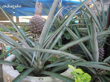 鉢植えのパイナップル！