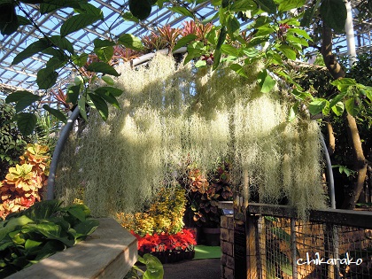 土のいらない不思議な植物！