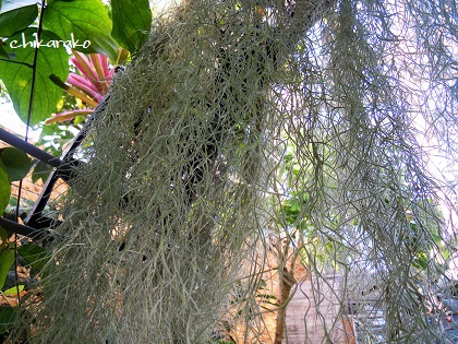 土のいらない不思議な植物！