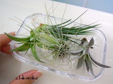土のいらない不思議な植物！
