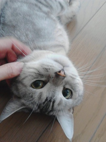 超フレンドリーなミーちゃん