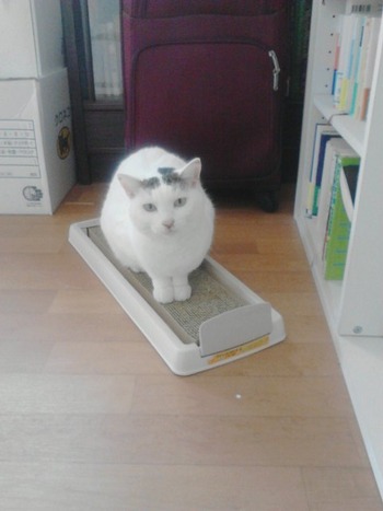 超フレンドリーなミーちゃん