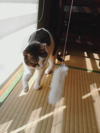 ２匹のお留守番その５