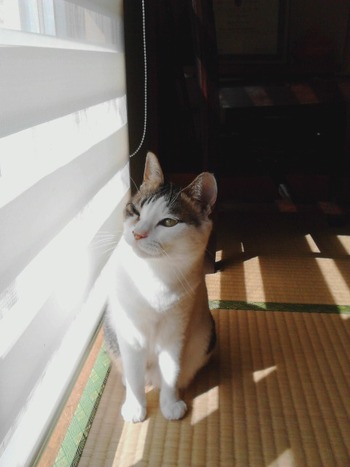 ２匹のお留守番その５