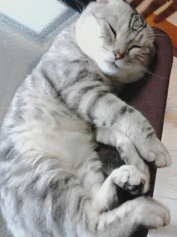 超フレンドリーなミーちゃん
